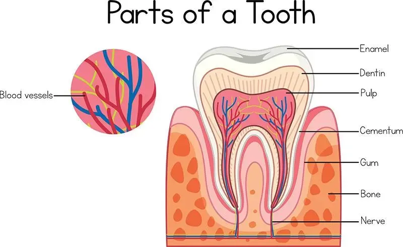 Parts of a tooth labeled diagram